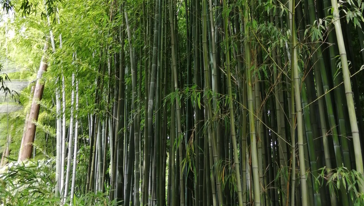 Cabinet d'Hypnose à Brioude